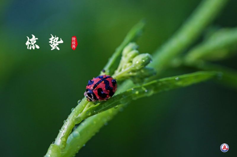 驚蟄之美